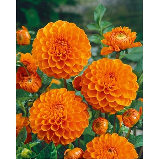 Георгина Сильвия 1 шт ЛЕФЕБР 78810 (помпонная)