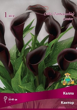 Калла Кантор 14/16 1 шт Поиск