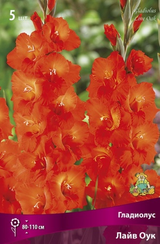 Гладиолусы Лайв Оук 12/14 (уп.5) Поиск (крупноцветковый)