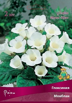 Глоксиния Монблан 4/5 (уп.2) Поиск