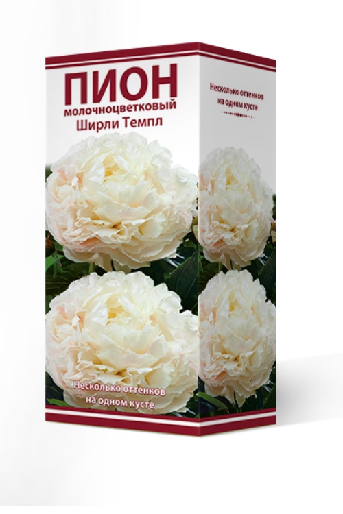 Пион Ширли Темпл (уп.1 шт) Поиск