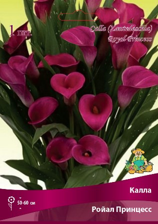 Калла Ройал Принцесс 14/16 1 шт Поиск