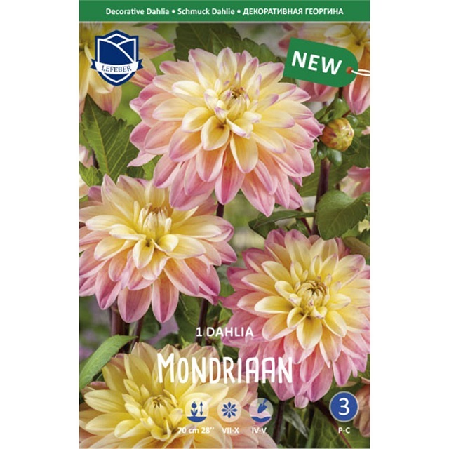 Георгина Мондриан 1 шт ЛЕФЕБР (декор.) 76110