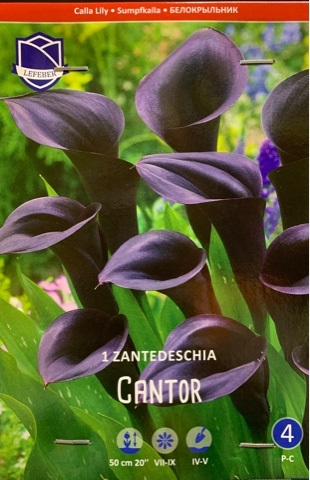 Калла Кантор 16/+ (уп.1) ЛЕФЕБР 09510