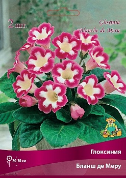 Глоксиния Бланш де Меру 4/5 (уп.2) Поиск