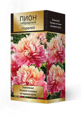 Пион Лорелей (уп.1 шт) Поиск