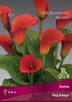 Калла Ред Алерт 14/16 1 шт Поиск