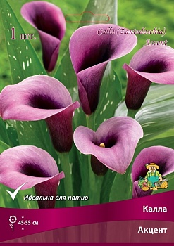 Калла Акцент 14/16 1 шт Поиск