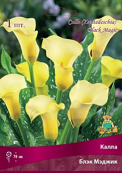 Калла Блэк Мэджик 14/16 1 шт Поиск