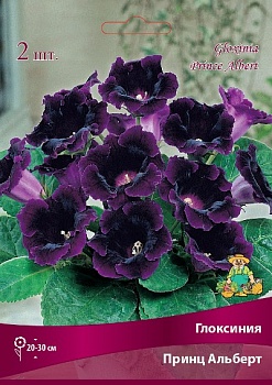 Глоксиния Принц Альберт 4/5 (уп.2) Поиск