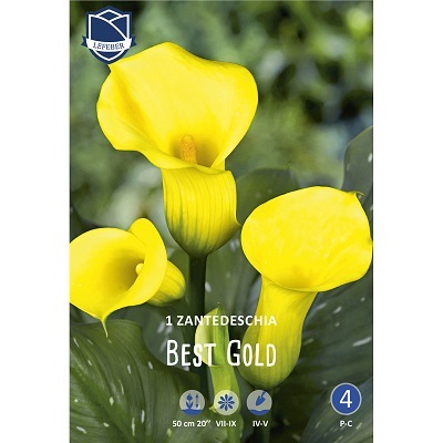 Калла Бест Голд 16/+ (уп.1) ЛЕФЕБР 05610