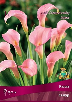 Калла Самур 14/16 1 шт Поиск