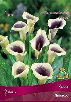 Калла Пикассо 14/16 1 шт Поиск