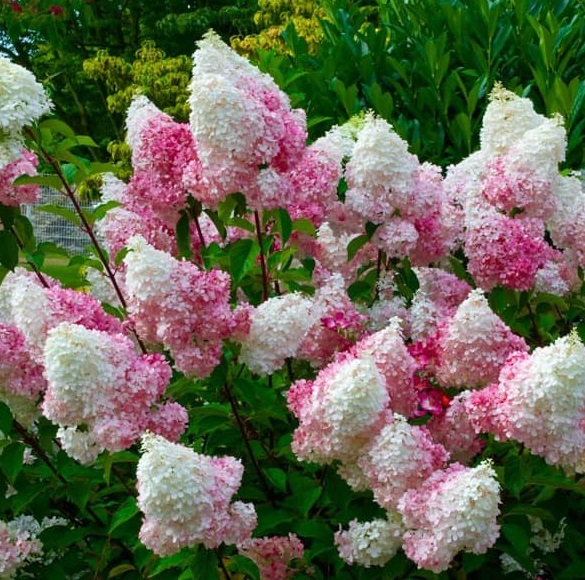 Гортензия метельчатая Пинк Леди
