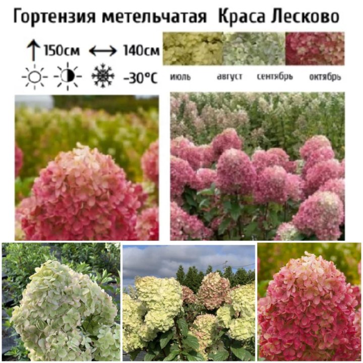 Гортензия метельчатая Краса Лесково