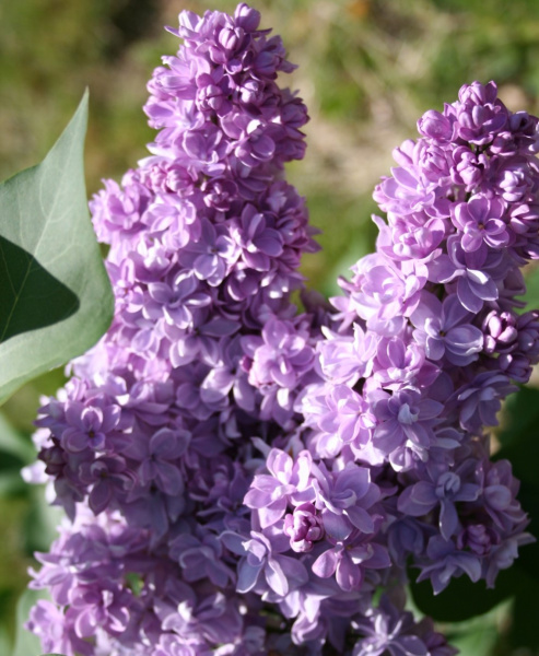 Сирень обыкновенная Андрюша Громов