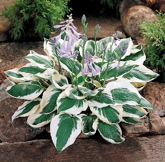 Хоста Патриот