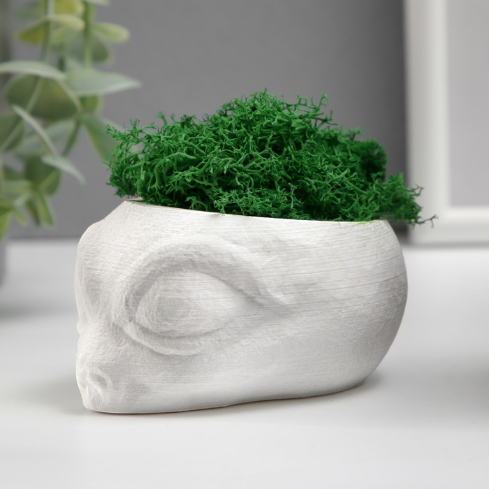 Стабилизированный мох в кашпо из бетона «Пришелец», высота 5 см, диаметр 6 см, белый