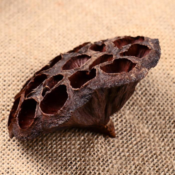 Декор сухоцвет «Лотос», d=8-11 см, коричневый