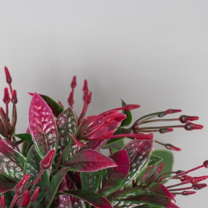 Искусственный цветок в горшке «Птицемлечник», 8.5×18 см, МИКС