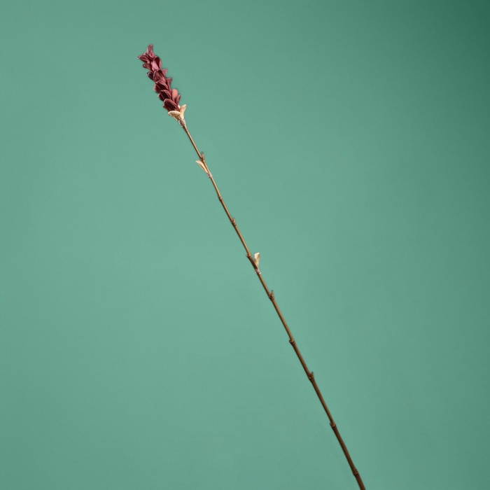 Сухоцвет на бамбуковом стебле, 150 см, фиолетовый