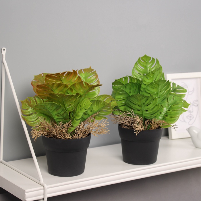 Искусственный цветок в горшке «Асплениум премиум», 21×10.5 см, МИКС