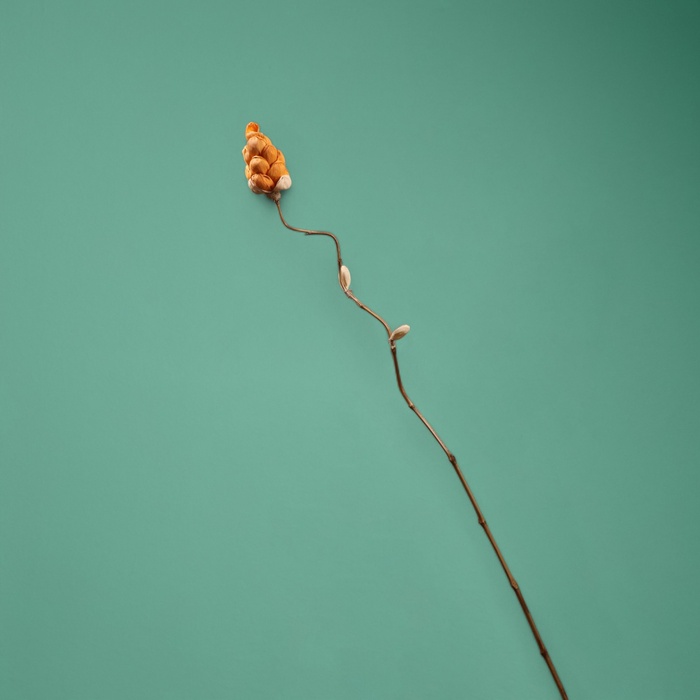 Сухоцвет на бамбуковом стебле, 150 см, оранжевый