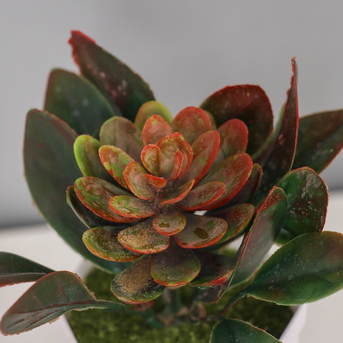 Искусственный цветок в горшке «Эхеверия», 6.5×10 см, МИКС