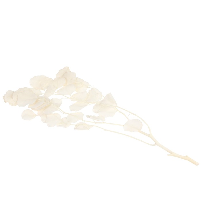 Сухоцвет персикового дерева, 50 г, длина — 70 см, белый
