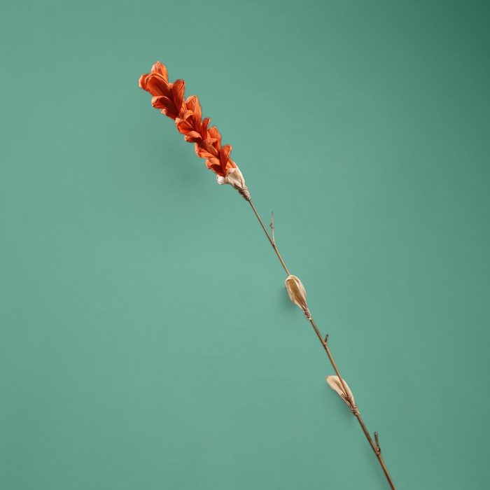 Сухоцвет на бамбуковом стебле, 150 см, коралловый