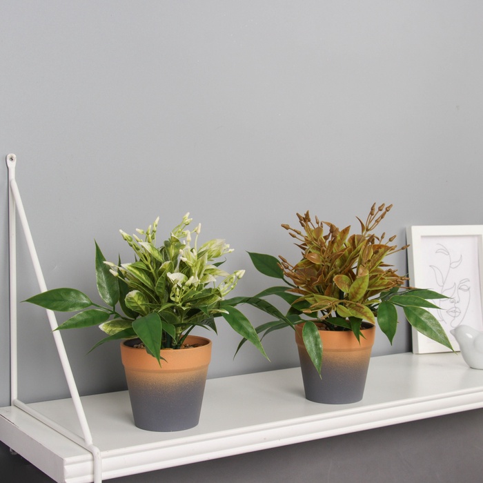 Искусственный цветок в горшке «Птицемлечник», 8.5×18 см, МИКС