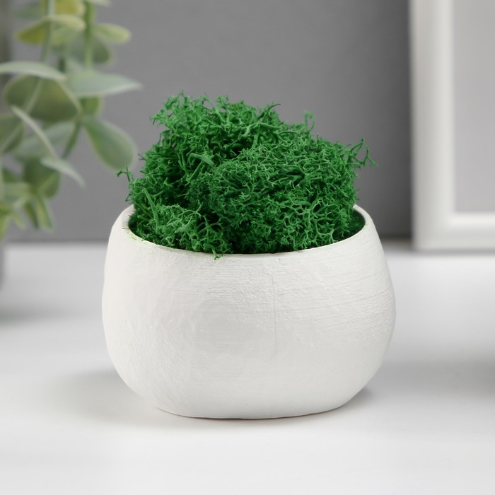 Стабилизированный мох в кашпо из бетона «Пришелец», высота 5 см, диаметр 6 см, белый