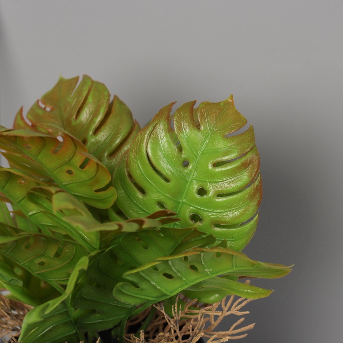 Искусственный цветок в горшке «Асплениум премиум», 21×10.5 см, МИКС