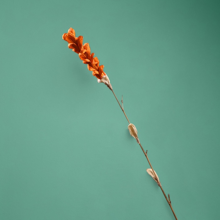 Сухоцвет на бамбуковом стебле, 150 см, оранжевый