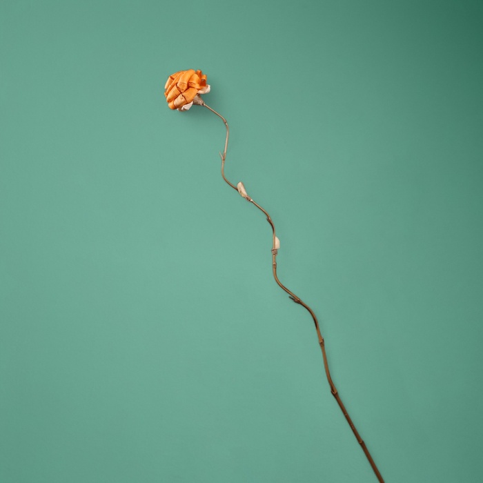 Сухоцвет на бамбуковом стебле, 150 см, оранжевый