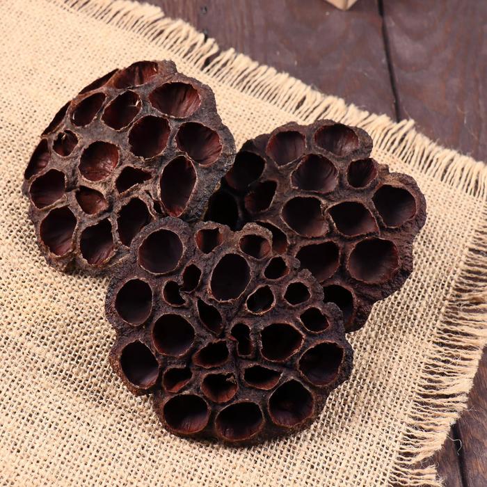 Декор сухоцвет «Лотос», d=8-11 см, коричневый