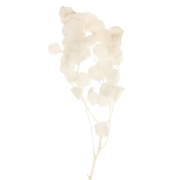 Сухоцвет персикового дерева, 50 г, длина — 70 см, белый