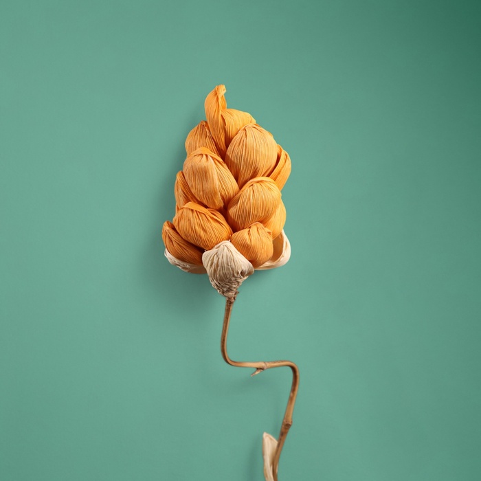 Сухоцвет на бамбуковом стебле, 150 см, оранжевый