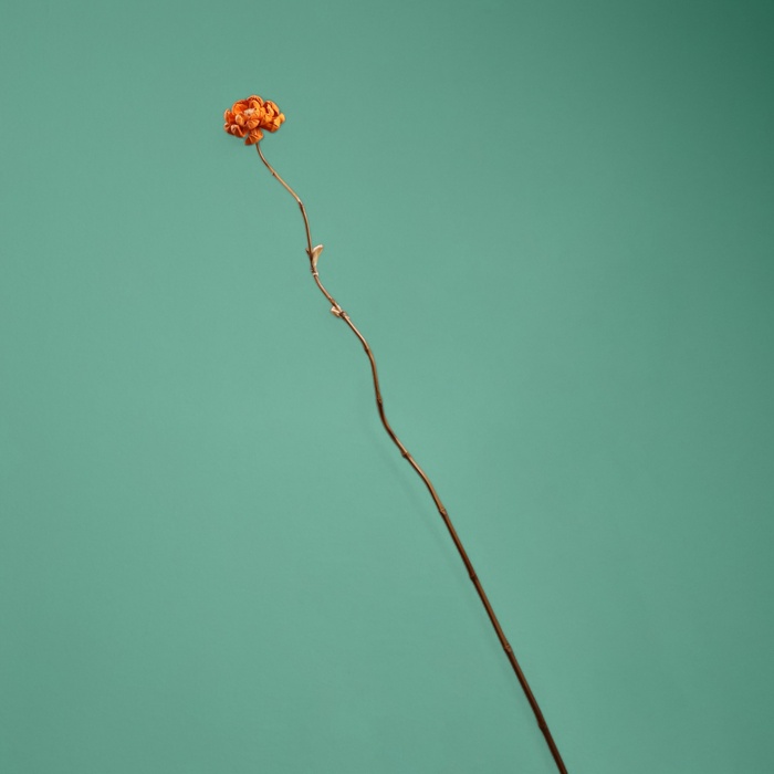 Сухоцвет на бамбуковом стебле, 150 см, оранжевый