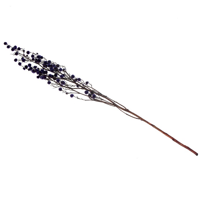 Сухие цветы «Молочай Миля», 25 г, длина — 70 см, цвет фиолетовый