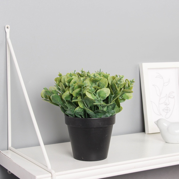 Искусственный цветок в горшке «Цветок монетчатый», 10×16 см, зелёный