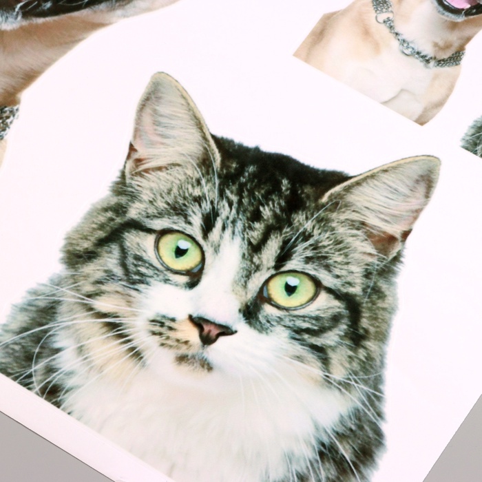 Интерьерная наклейка 3Д TAKE IT EASY «Домашние питомцы рады», 50×40 см