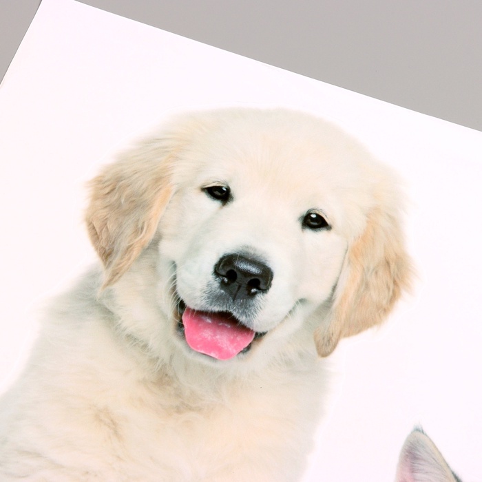 Интерьерная наклейка 3Д TAKE IT EASY «Домашние питомцы: хитрые», 45×40 см