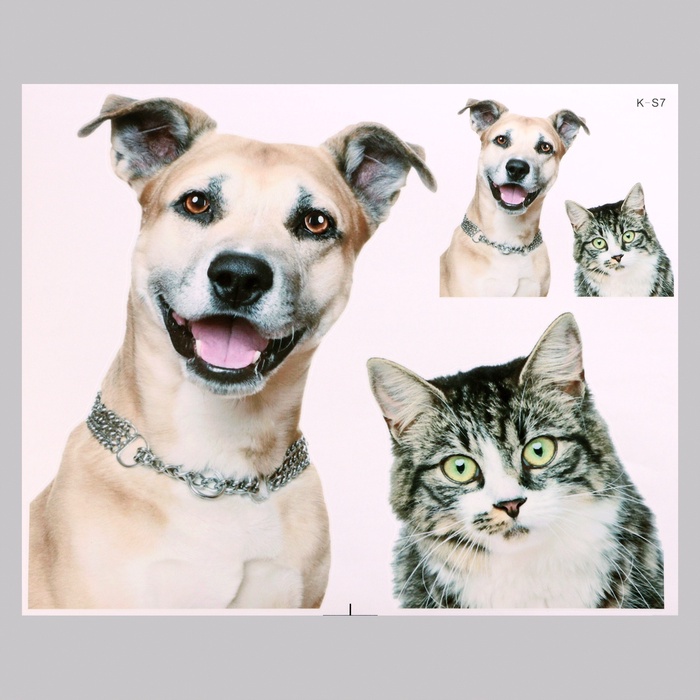 Интерьерная наклейка 3Д TAKE IT EASY «Домашние питомцы рады», 50×40 см