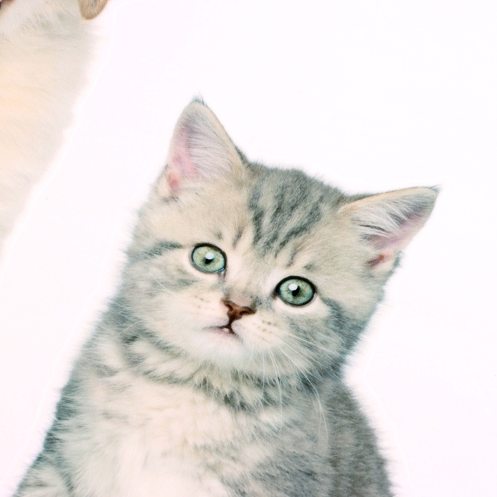 Интерьерная наклейка 3Д TAKE IT EASY «Домашние питомцы: хитрые», 45×40 см