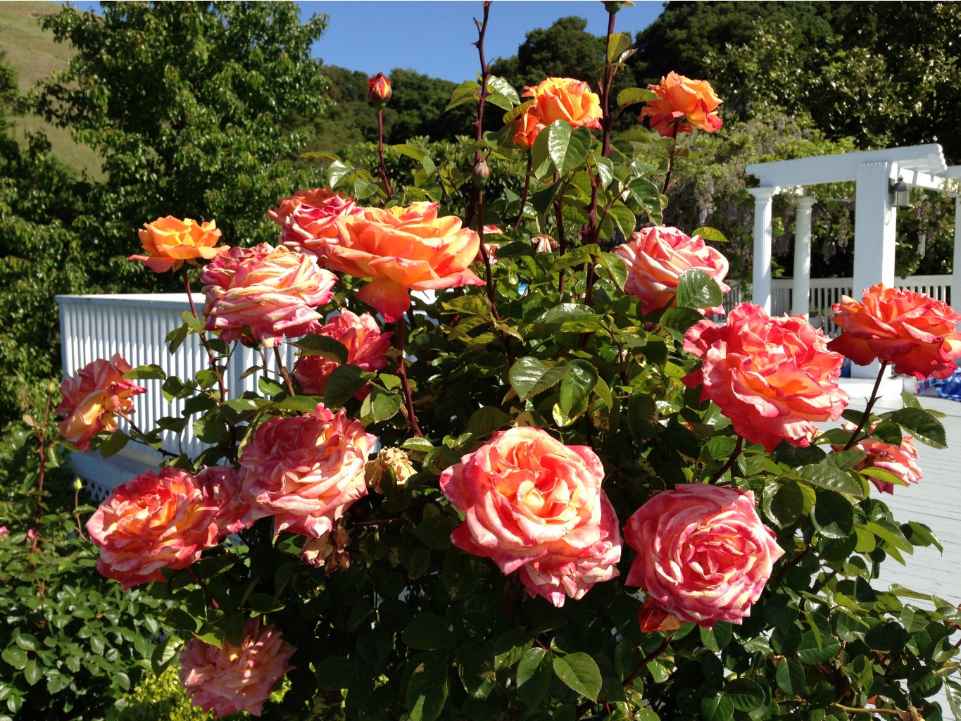 Роза поль сезанн фото в саду
