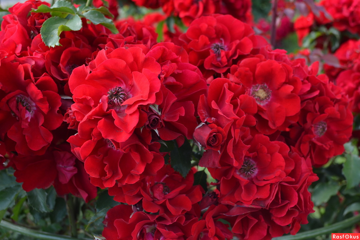 ротер корсар (roter korsar). роза ротер корсар энциклопедия роз. ротер корсар энциклопедия. мускусная роза ротор корсар. ротер корсар.