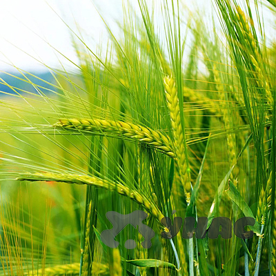 Пшеница 0,8 кг Зеленый уголок (10)