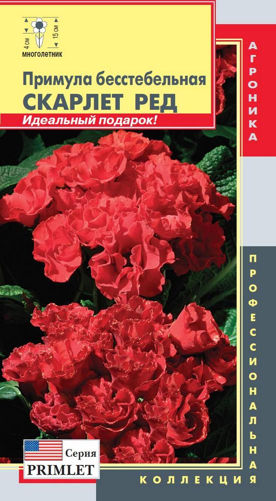 Примула бесстебельная СКАРЛЕТ РЕД