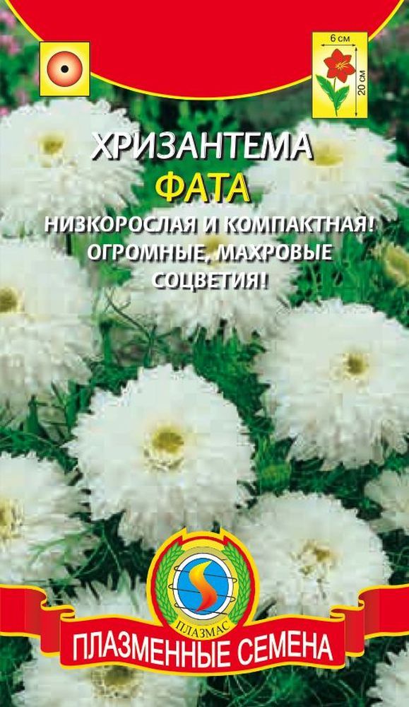 Семена хризантемы. Хризантема фата (плазма) (ц.пакет) 11.98. Хризантема Chrysanthemum семена. Хризантема однолетняя семена. Хризантема фата.